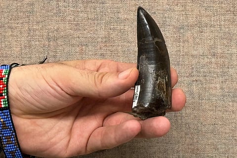 T. rex teeth