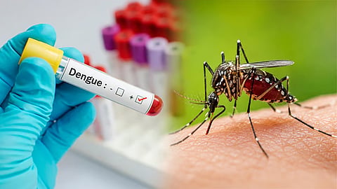 Dengue cases rise to 16,577 in Tamil Nadu
