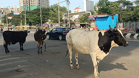 Cattle on the road