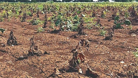 Maharashtra govt declares 265 of 358 talukas drought-affected, announces relief measures