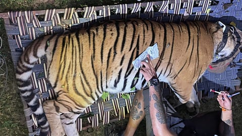 Tigress released in Bengal's Buxa Tiger Reserve; plans afoot for three more by end of year