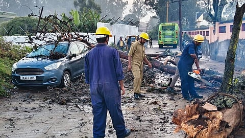 An uprooted tree being removed in Coonoor