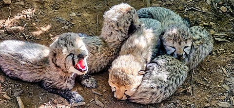 five cubs of a 32-month-old Indian-born female cheetah KJP21, at Kuno National Park, in Madhya Pradesh