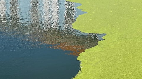 pond algae