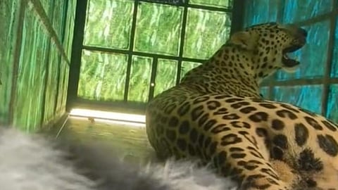 Leopard trapped in Erode