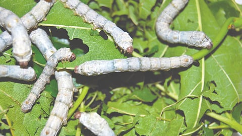 Silkworms feasting on mulberry leaves