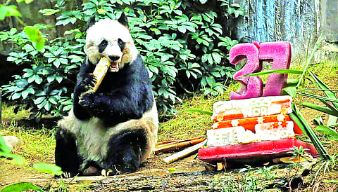 China’s Panda Diplomacy Is Losing Its Charm