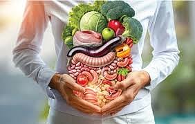 Human gut