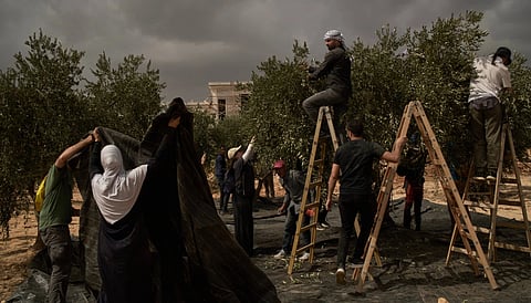 Palestinians and activists collect olives following an attack by Israeli settlers in the West Bank village of Abu Falah