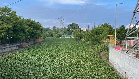 A thick blanket of water hyacinths covering a stretch of the Uyyakondan canal in Tiruchy