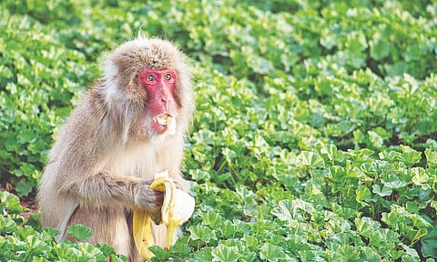 Germophobe Primates Want to Avoid Getting Sick, Too