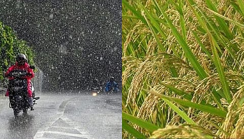 Tamil Nadu goes on alert to shield paddy crops from heavy rain