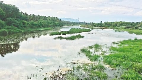 Heavy rains bring back life in Vaigai
