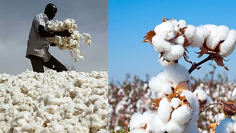 Cotton prices rise by Rs 4,500 per candy, putting Tamil Nadu under pressure