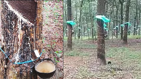 Rubber tapping