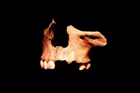 Extreme diets Cannibalism, or clickbait for paleoanthropology