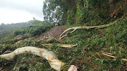 The uprooted trees in Kookal, Kodaikanal on Thursday