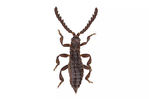 Representative image