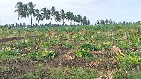 Destroyed arecanut farm in Namakkal