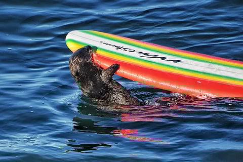 Sea otter