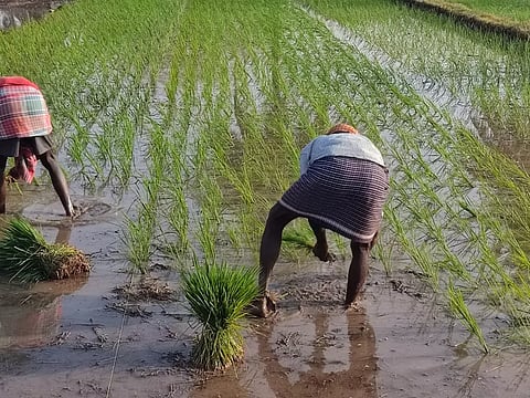 A West Bengal worker seen planting paddy