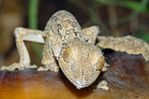 Uroplatus garamaso