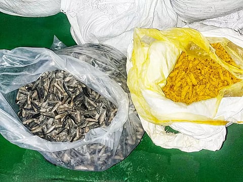 330 kg sea cucumber, 594 kg turmeric seized by ICG