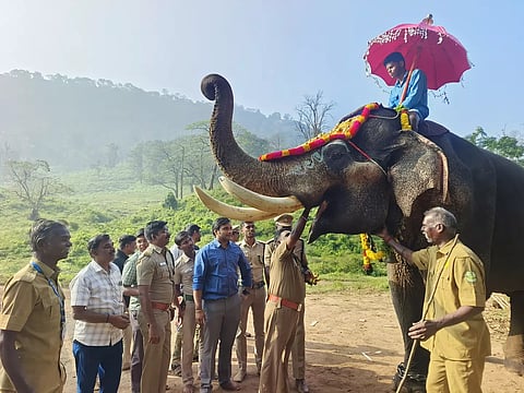 Decorated elephant Kaleem gets its share of Pongal in ATR