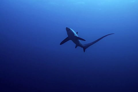 Deep Science: Fear the tails, not the jaws, of these ‘weirdo’ sharks
