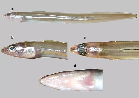 Ariosoma Kannani species found in Gulf of Mannar