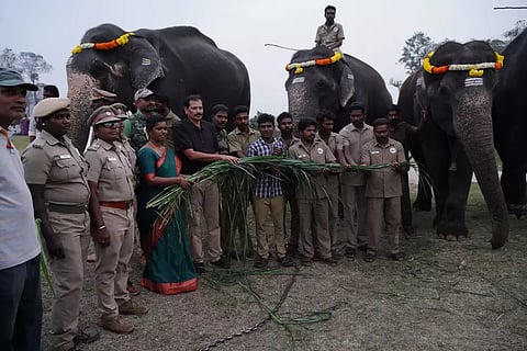 Fresh menu for captive jumbos to spare forest greens