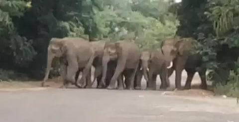 Depleting food resources often trigger animal-human conflicts