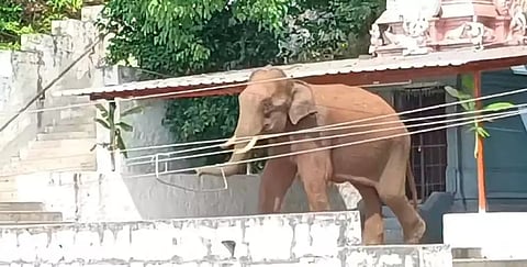 An elephant seen at a temple in Erode