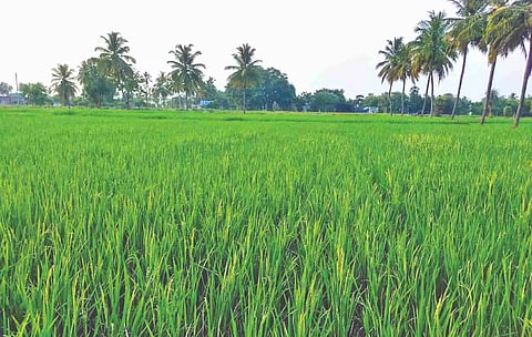 Standing paddy crop in Panapakkam, Ranipet district.