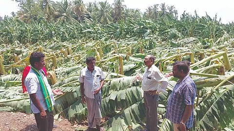 Heavy winds ravage acres of plantain farms in western districts