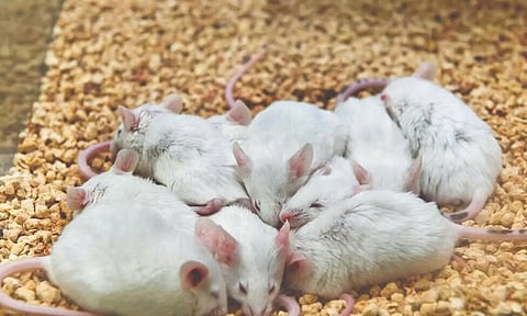 Ultrasound pulses send mice into a hibernation-like state