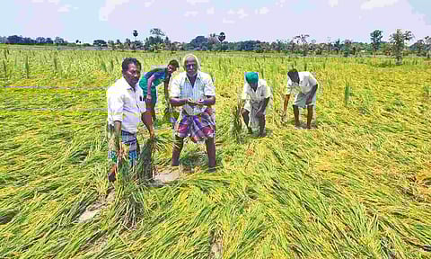 Sudden rain damages over 500 acre crops set for harvest in Thanjavur