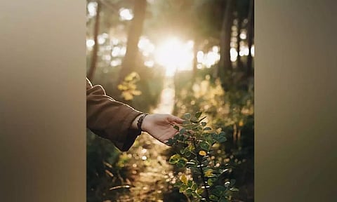 Study finds that plants can detect touch