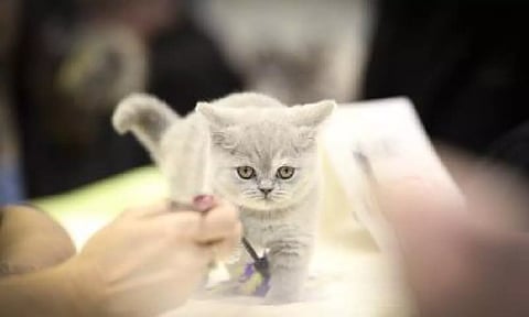 Cats can transmit Covid-19, reveals study