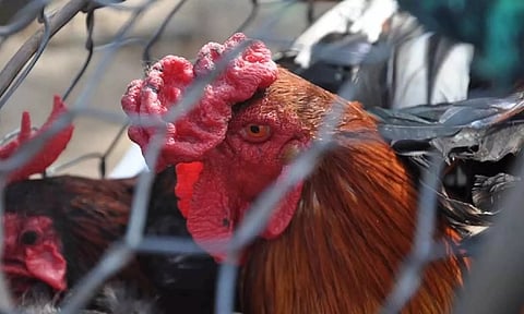 Representative image