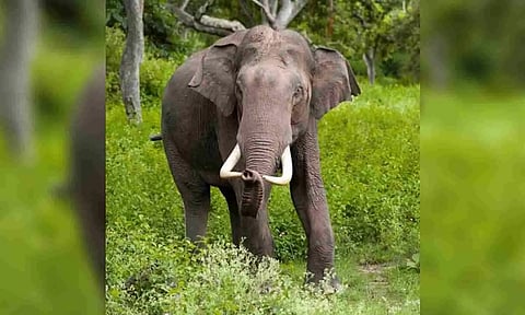 'Wild tusker Arikomban freed into forest, his health is fine'
