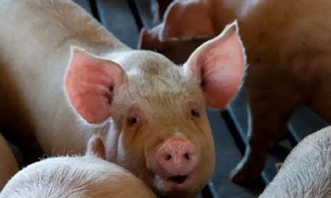 Representative image