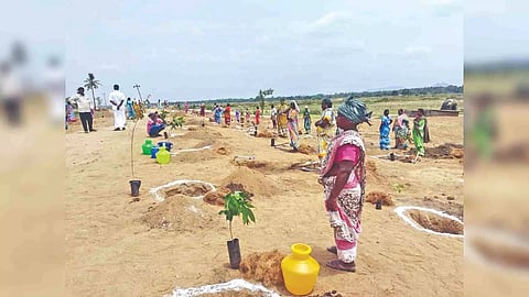 MGNREGS workers plant saplings along Palar river bund in Kizhmonavoor village to prevent havoc by flooding in Vellore