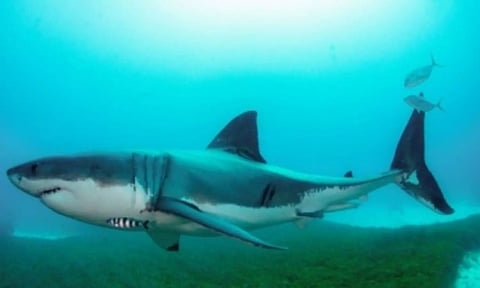 Representative Image (IANS)