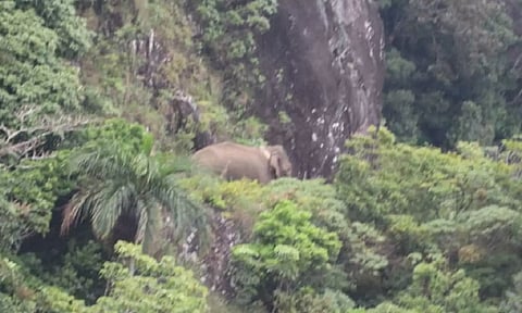 Wild tusker 'Arikomban' (Twitter/@tnforestdept)