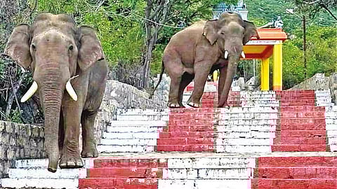 Two elephants seen on the footsteps of Maruthamalai temple