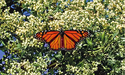 Secret in spots on the monarch butterflies’ wings