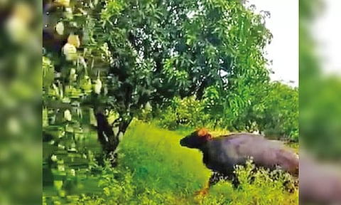A wild buffalo tries to feed on foliage at a farm near Chengam