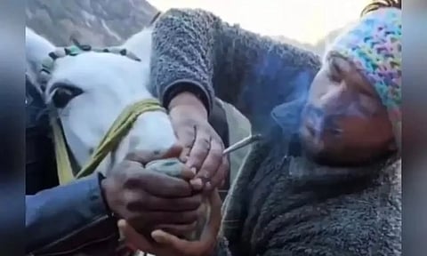 Screengrab from the video showing two youths forcing a mule to inhale smoke from a cigarette