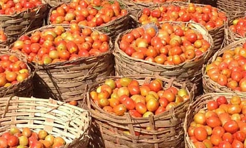 Farm fresh outlets to sell tomato at procurement price